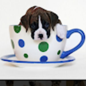 Meet your Posher, Cadence